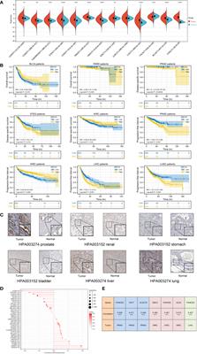 A pan-cancer analysis of the oncogenic role of zinc finger protein 419 in human cancer